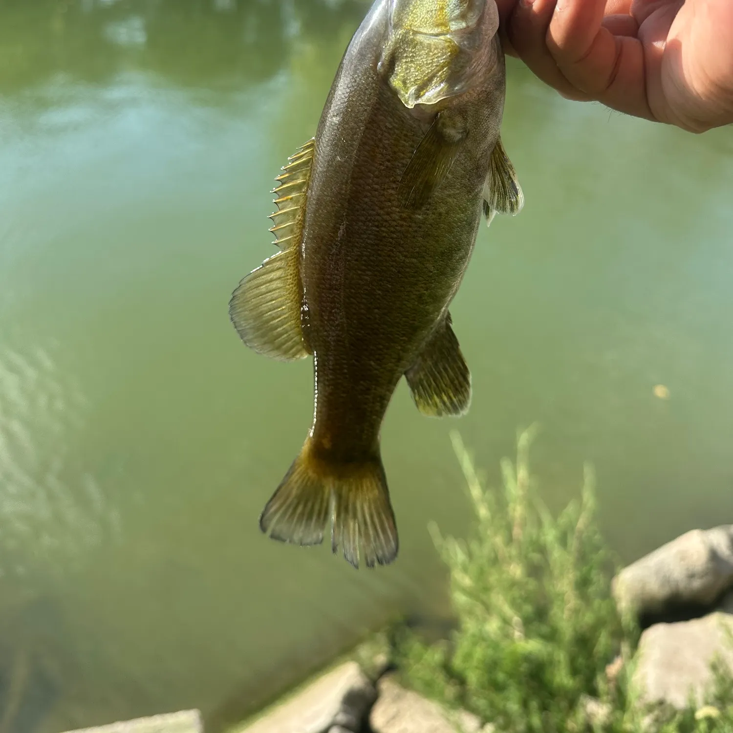 Smallmouth bass caught on Fishbrain