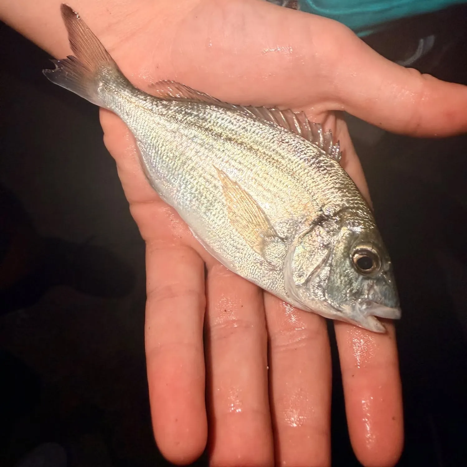 Gilthead seabream caught on Fishbrain