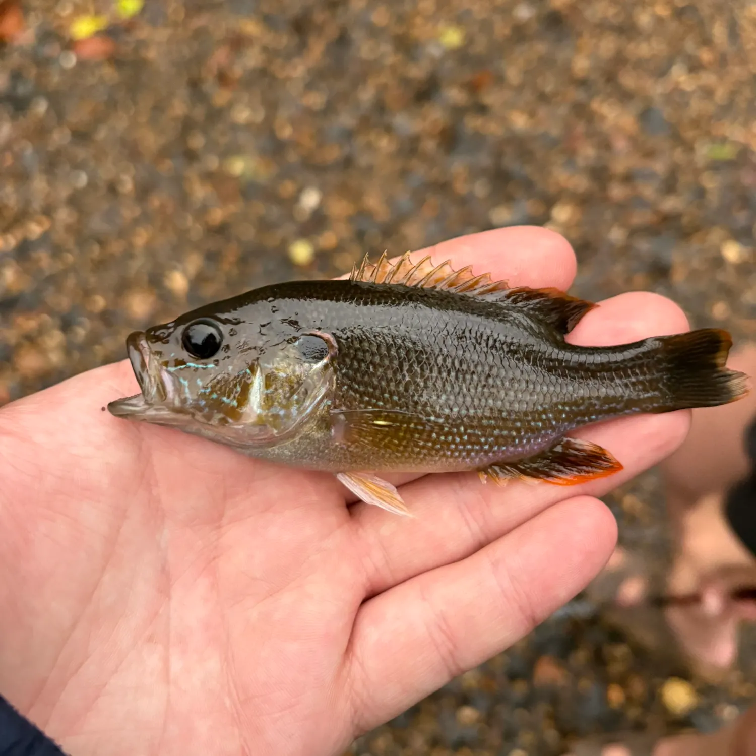 Green sunfish caught on Fishbrain
