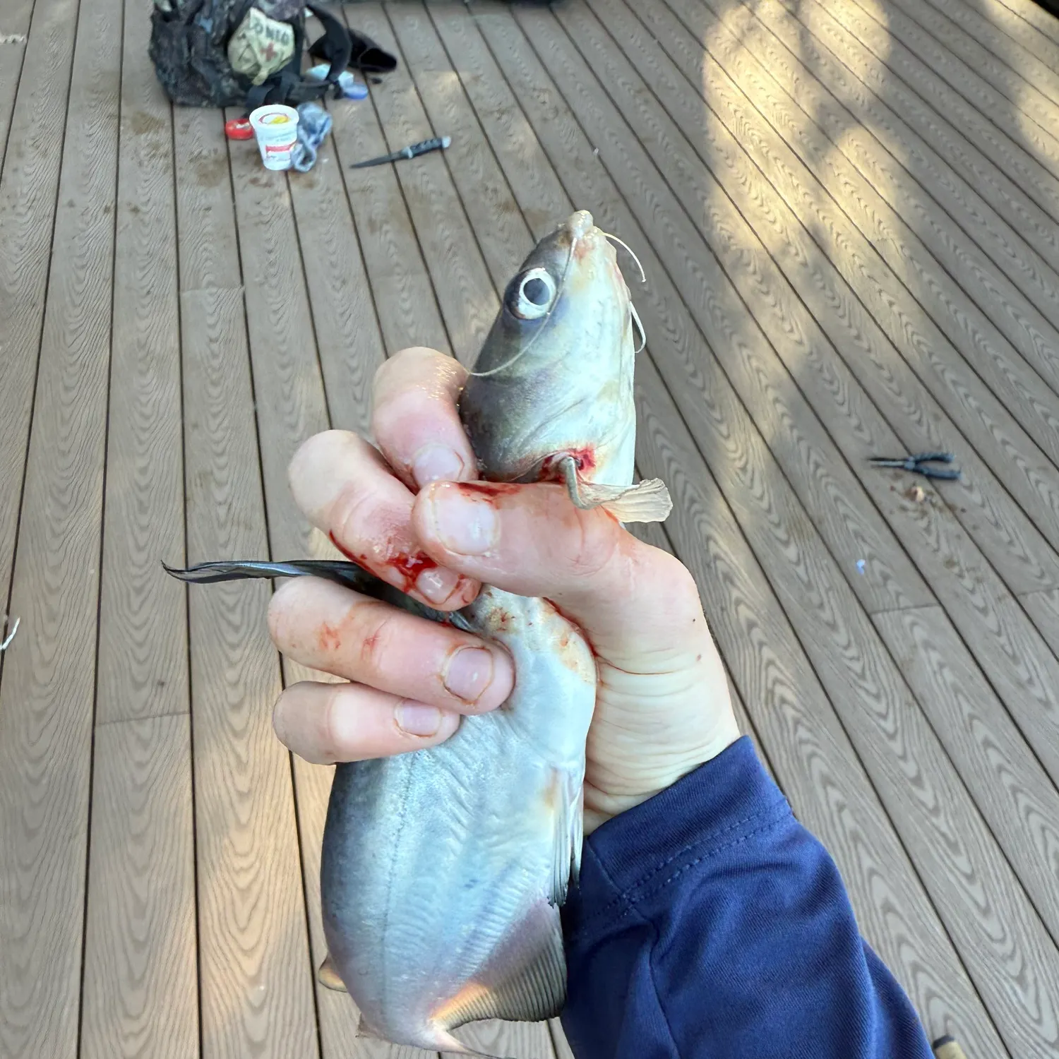 Blue catfish caught on Fishbrain