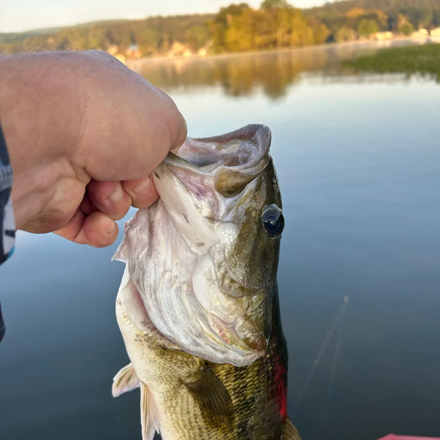Fish caught on Fishbrain