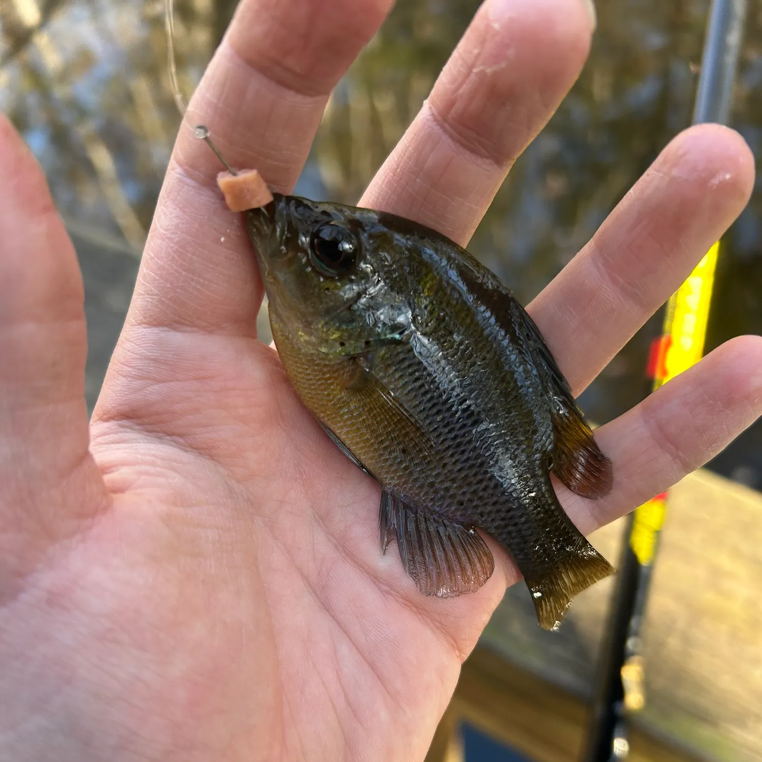 The most recent Spotted sunfish catches on Fishbrain