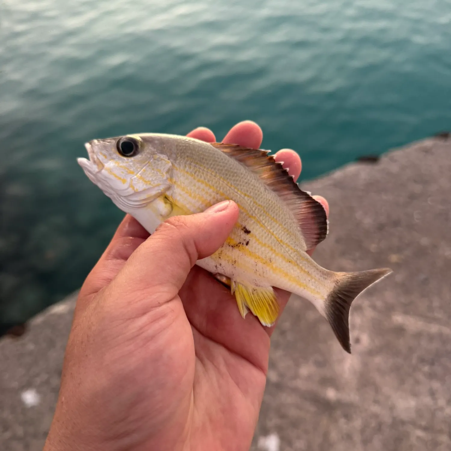 The most recent Spanish flag snapper catches on Fishbrain