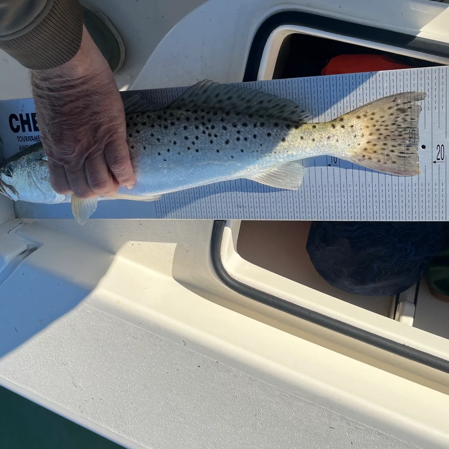 Spotted seatrout caught on Fishbrain