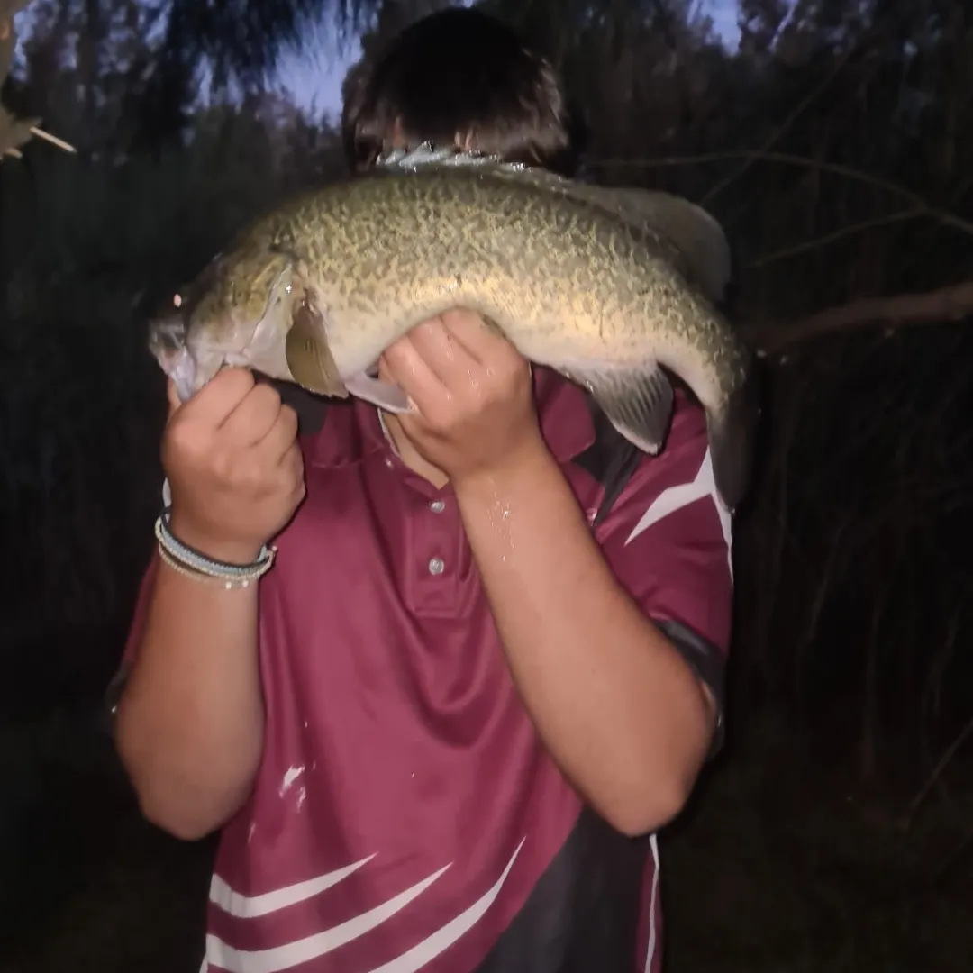 The most recent Murray cod catches on Fishbrain