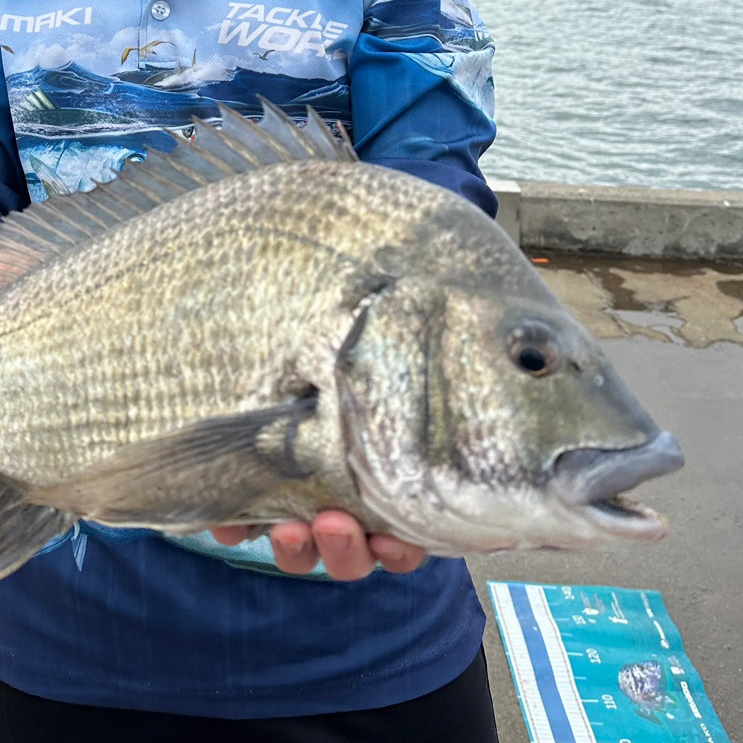 The most recent Southern black bream catches on Fishbrain