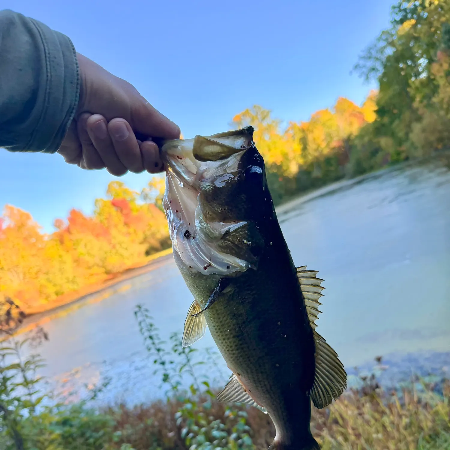 Largemouth bass caught on Fishbrain