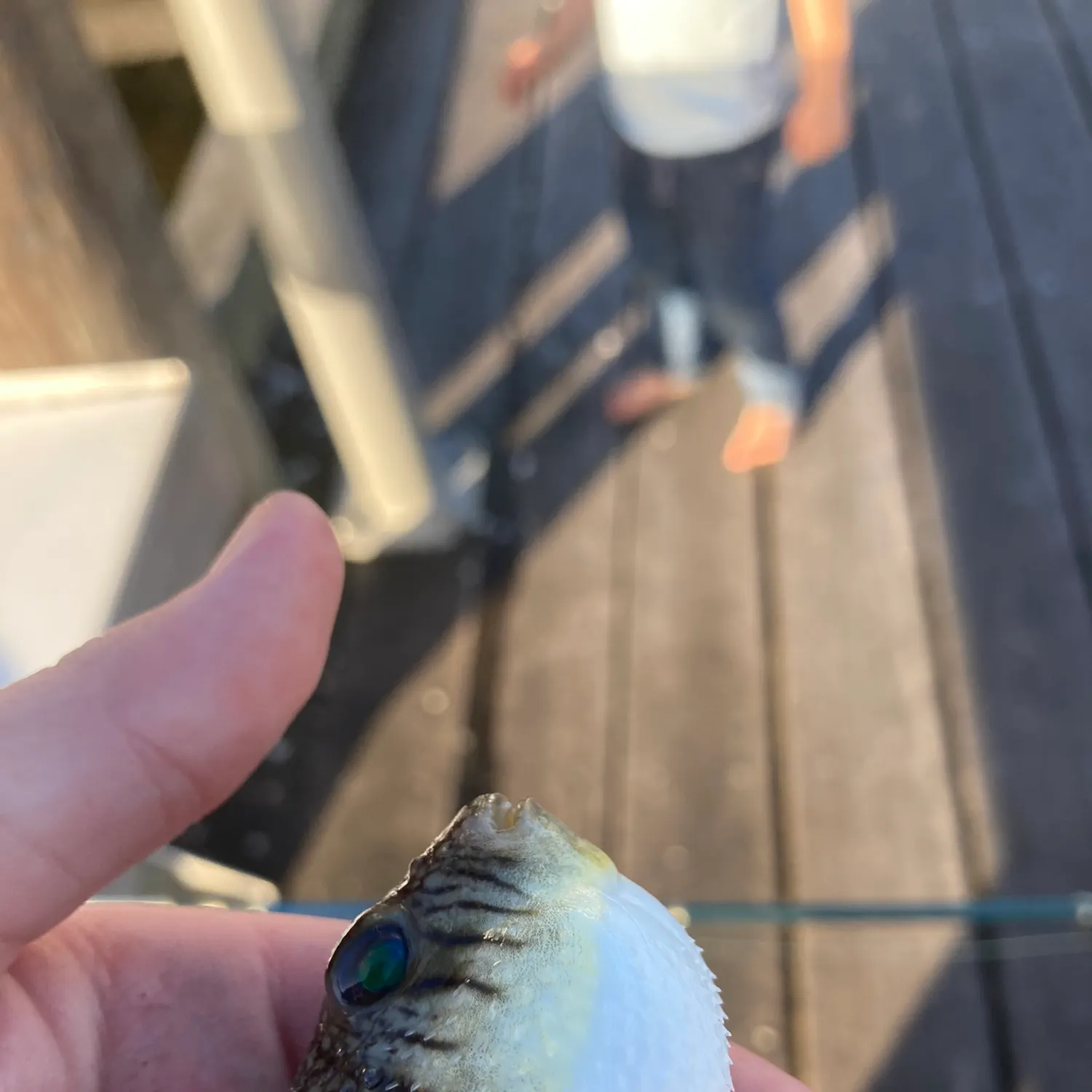 The most recent Common toadfish catches on Fishbrain