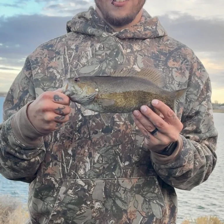 Smallmouth bass caught on Fishbrain