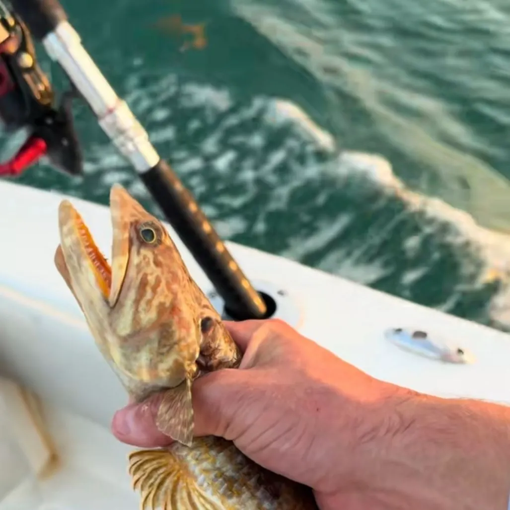 Inshore lizardfish caught on Fishbrain