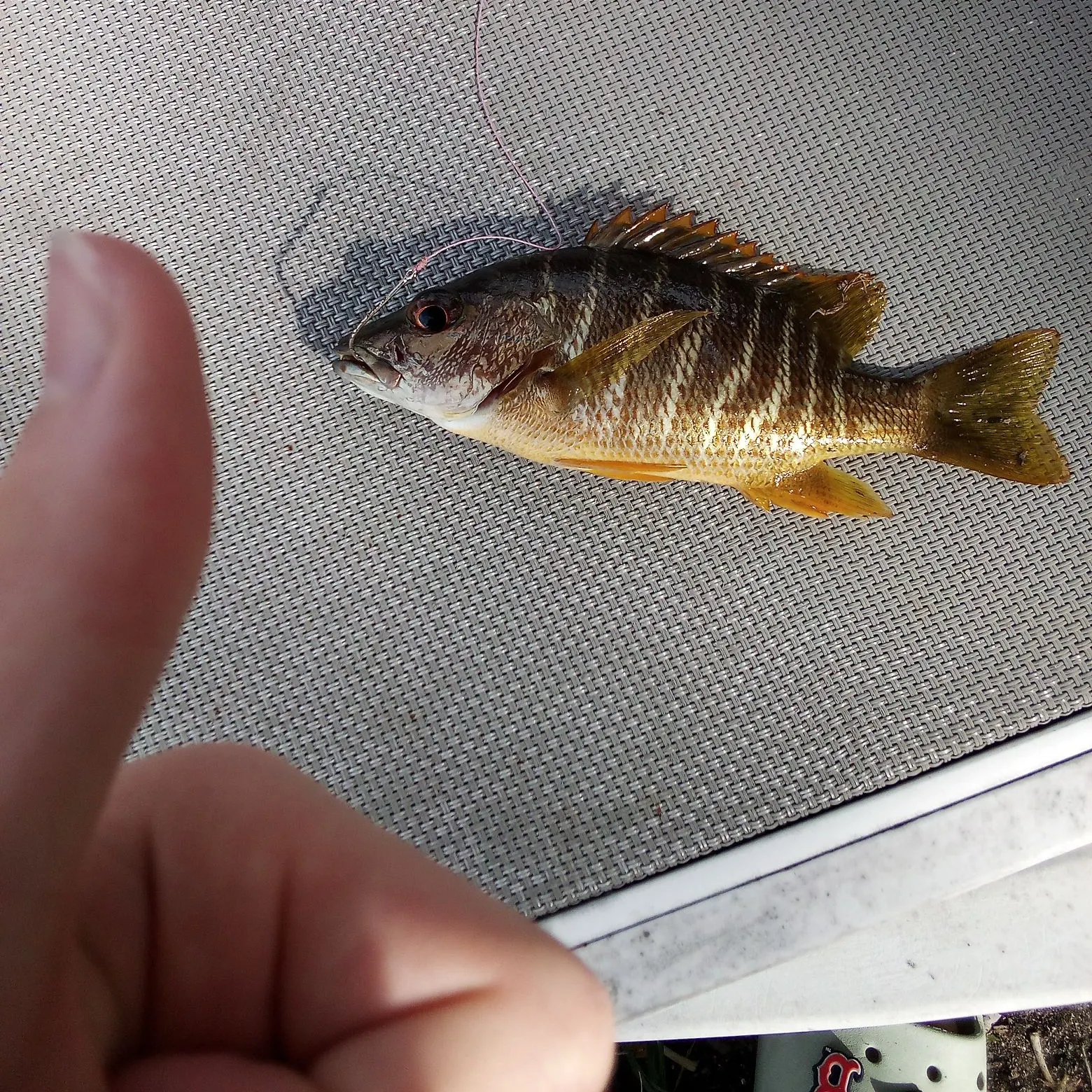 The most recent Schoolmaster snapper catches on Fishbrain