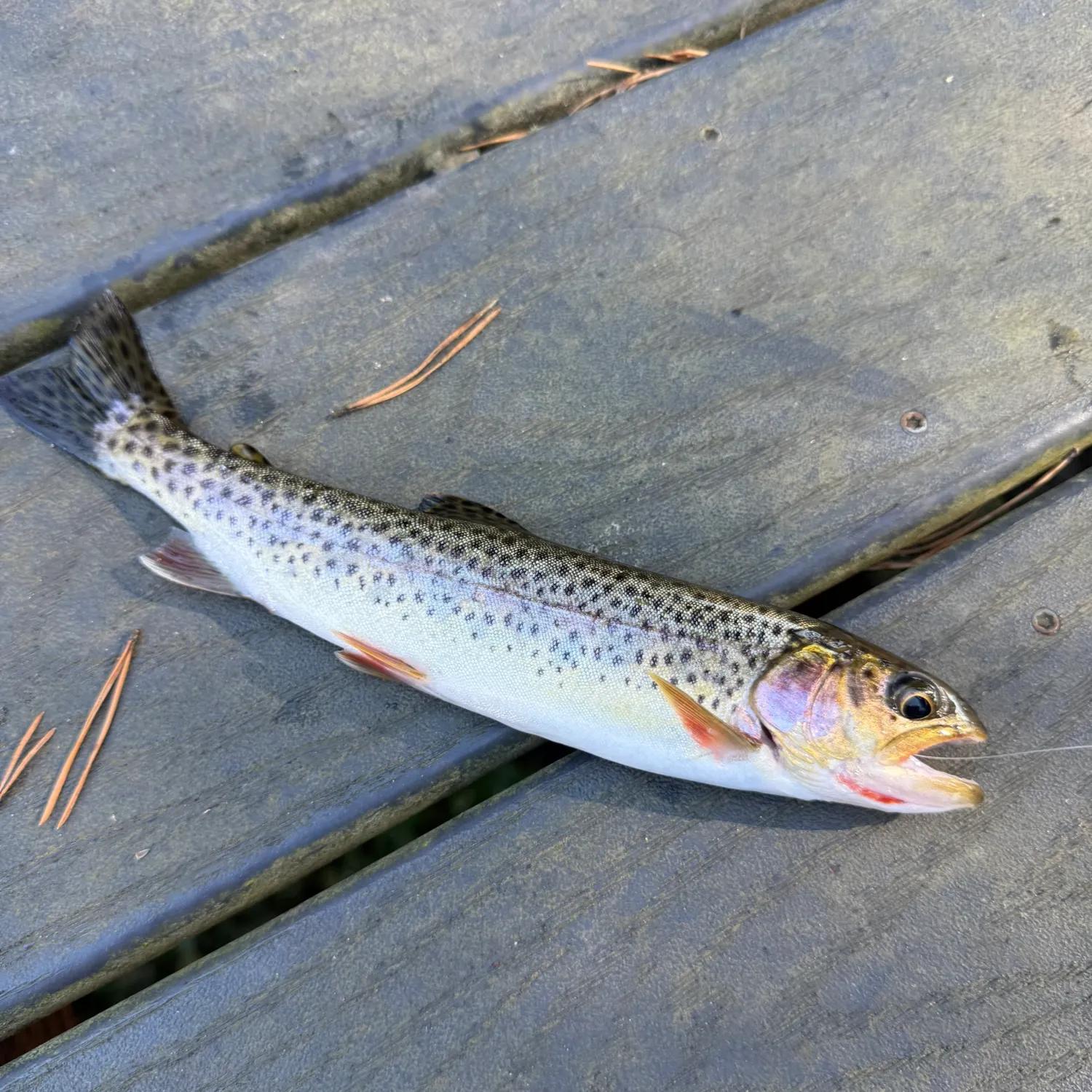 Coastal cutthroat trout caught on Fishbrain