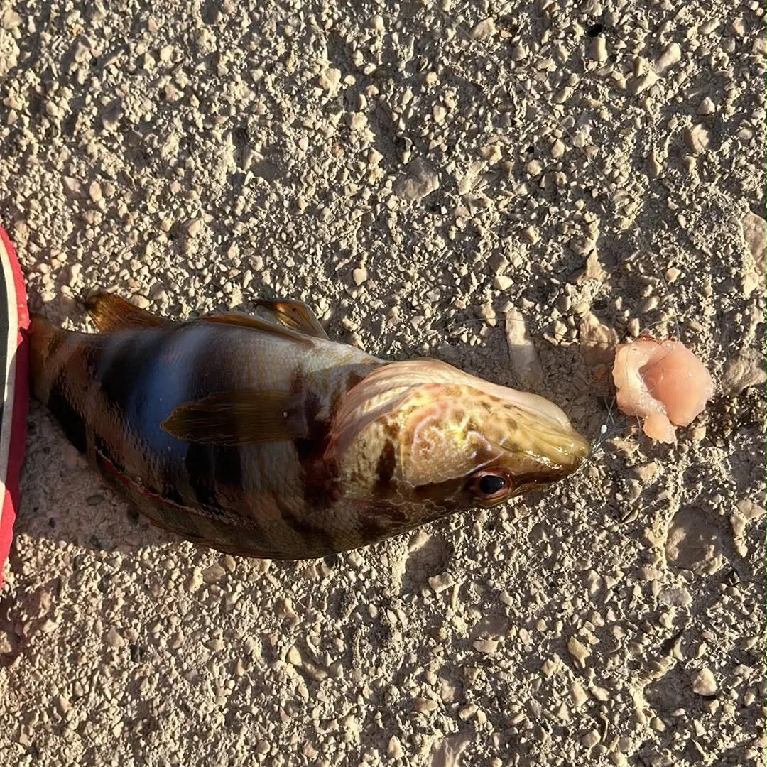 The most recent Painted comber catches on Fishbrain
