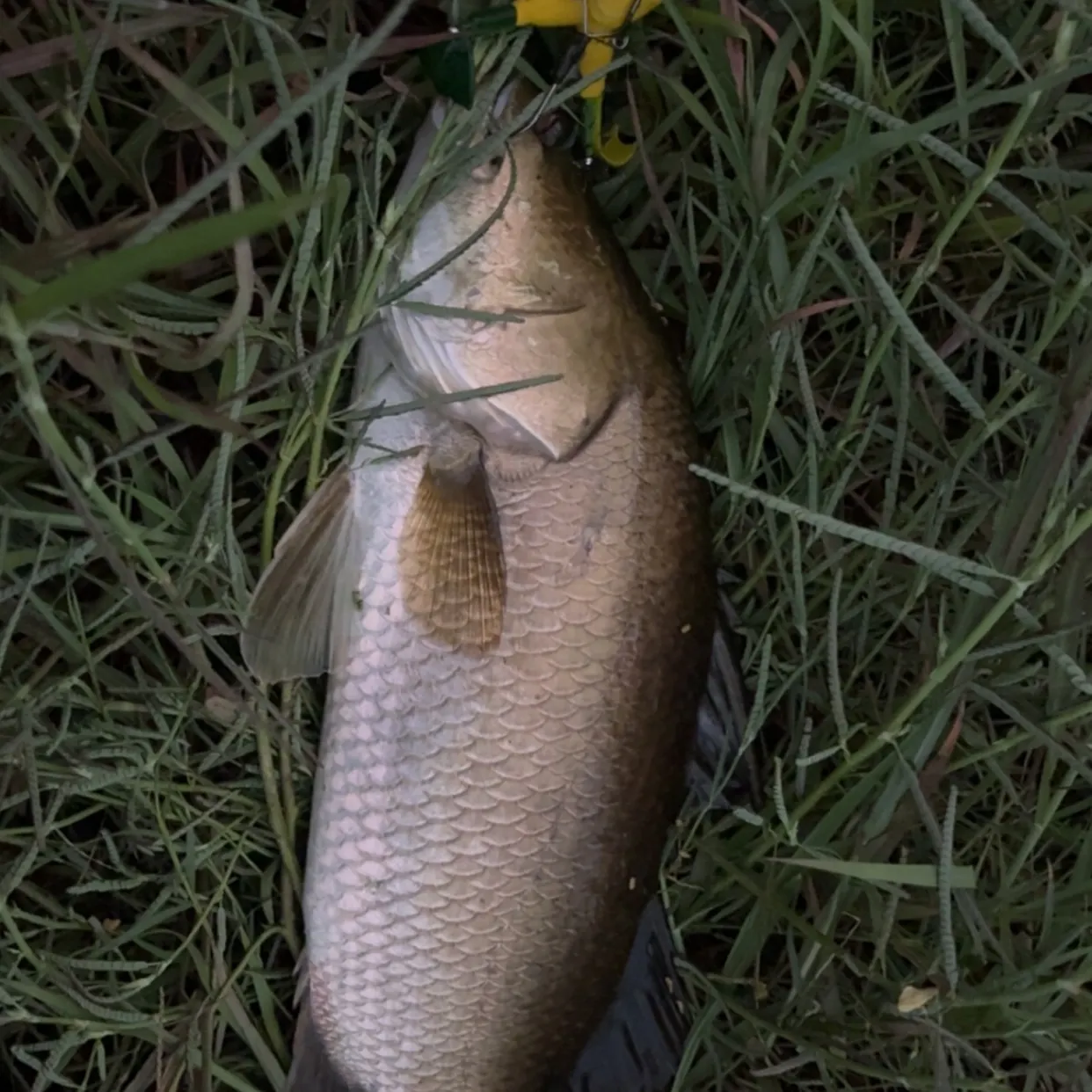 The most recent Barramundi catches on Fishbrain