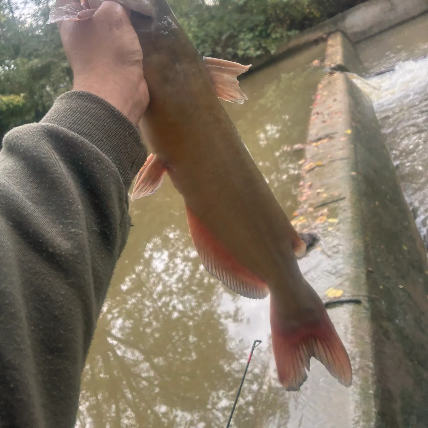 Channel catfish caught on Fishbrain