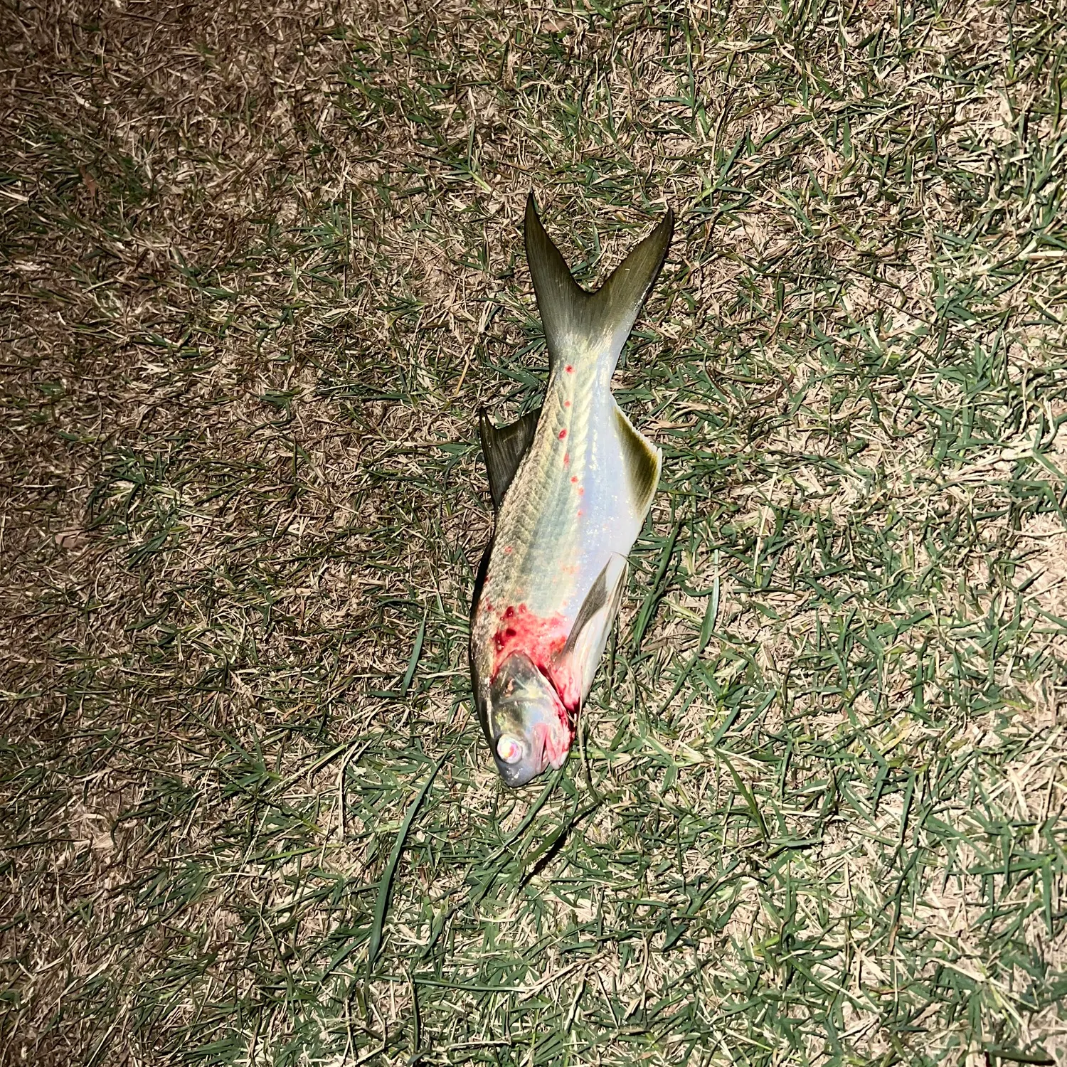 The most recent Australian threadfin catches on Fishbrain