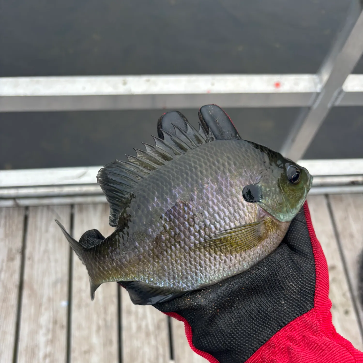 Bluegill caught on Fishbrain