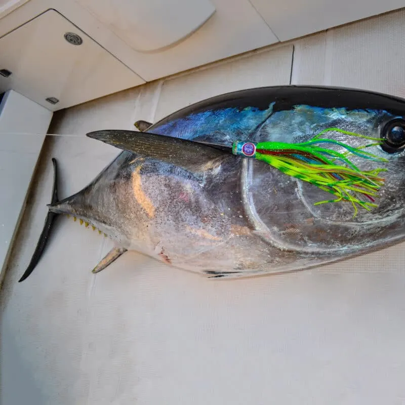 The most recent Southern bluefin tuna catches on Fishbrain