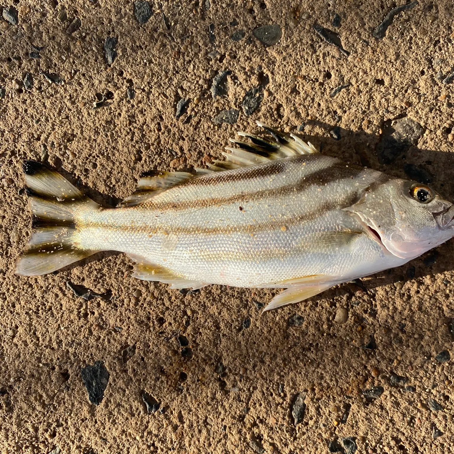 The most recent Eastern striped grunter catches on Fishbrain