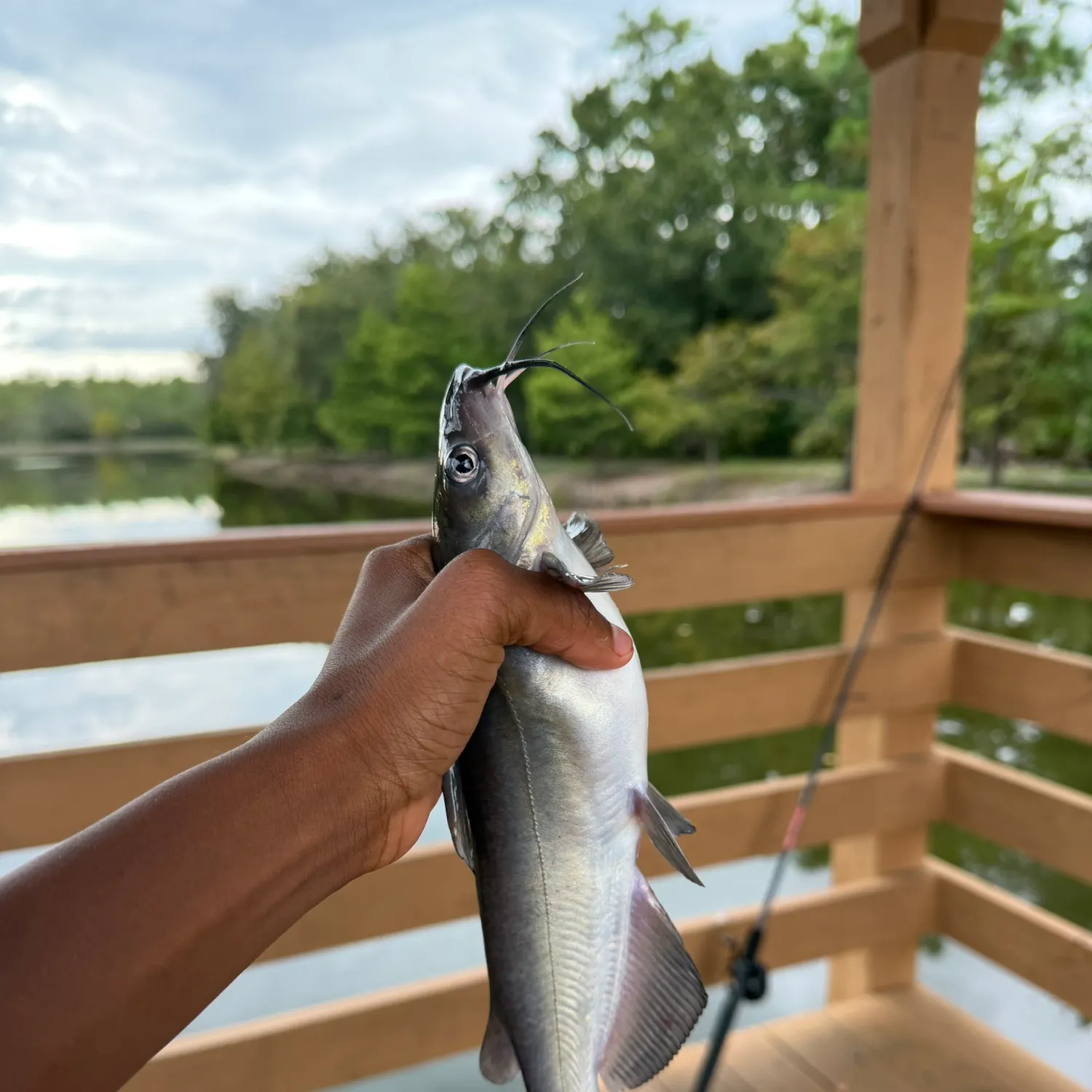 White bullhead caught on Fishbrain