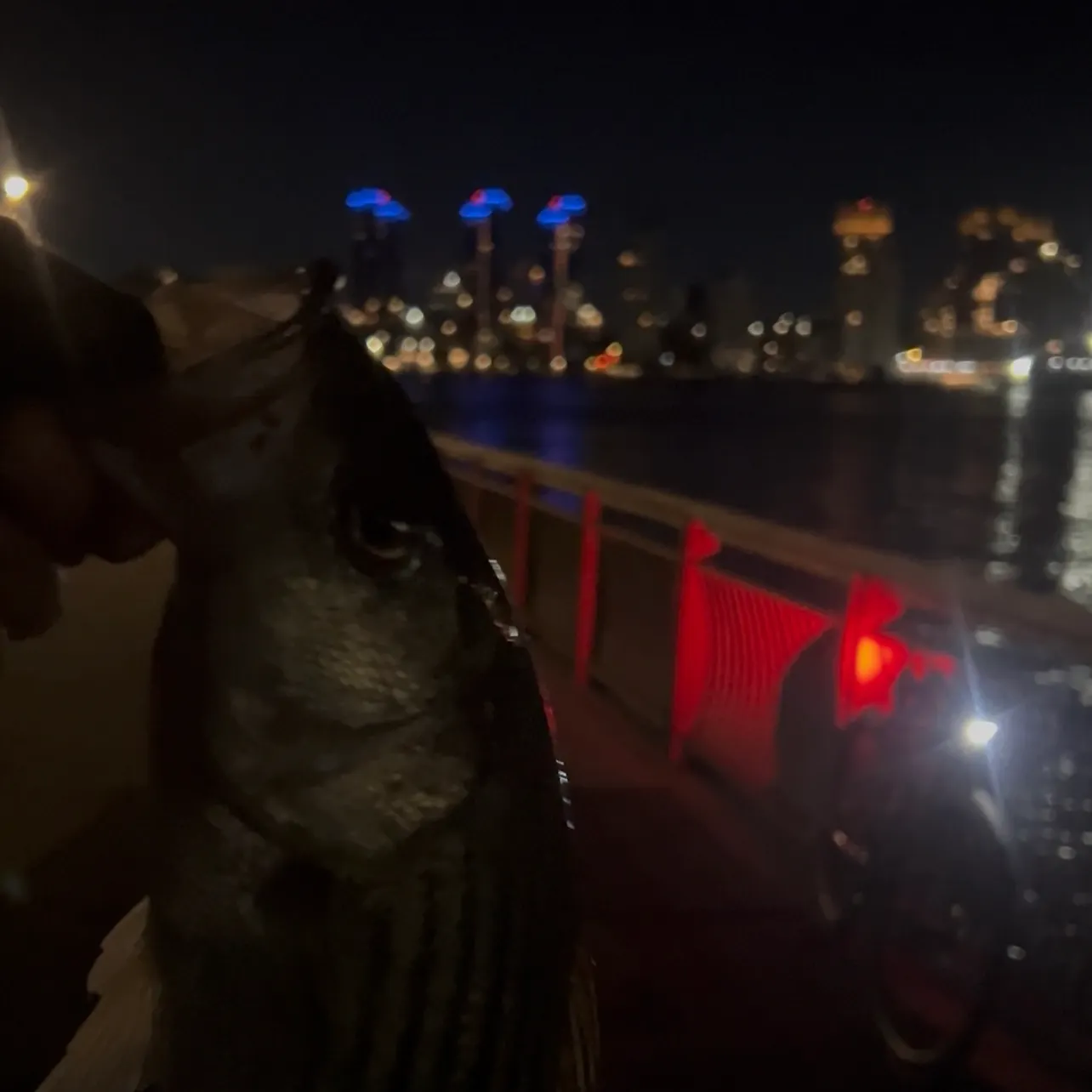 Striped bass caught on Fishbrain