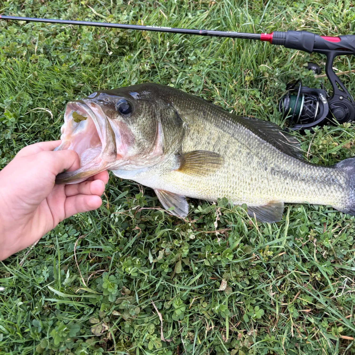 Largemouth bass caught on Fishbrain