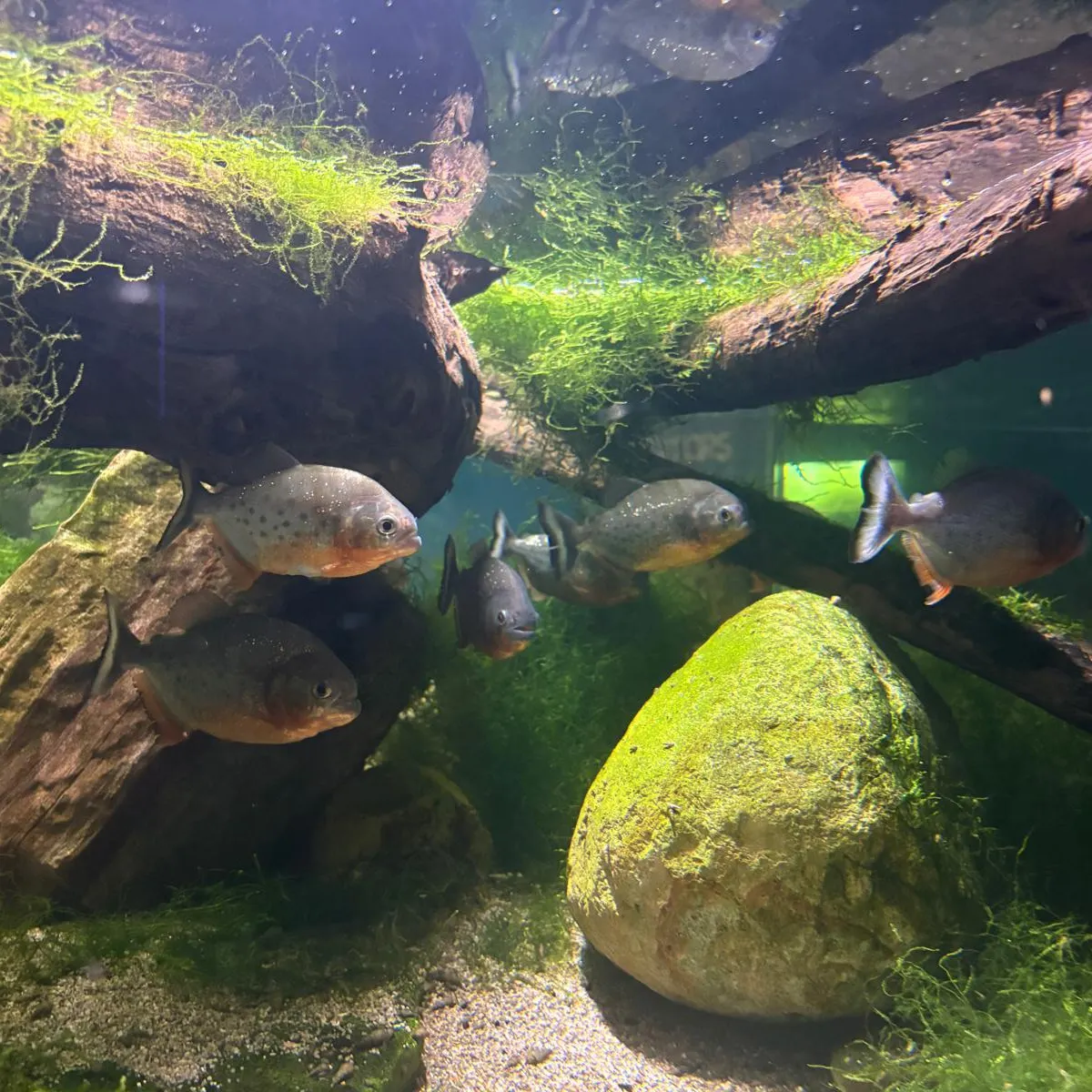 The most recent Red-bellied piranha catches on Fishbrain