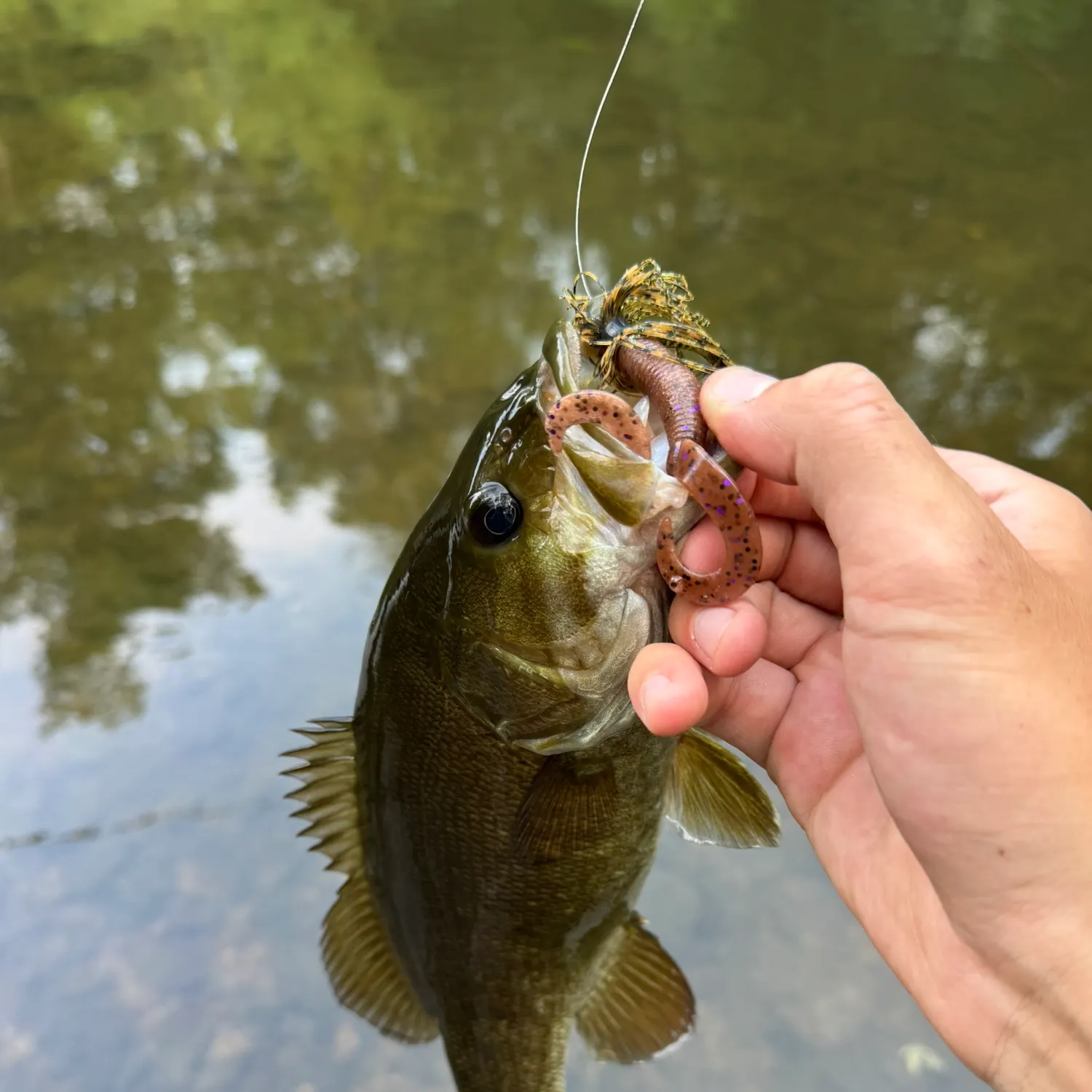 Smallmouth bass caught on Fishbrain