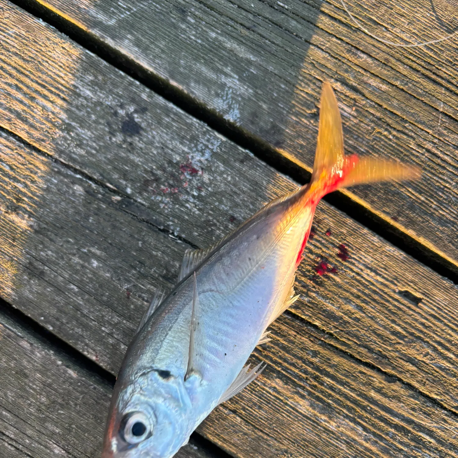 Atlantic horse mackerel caught on Fishbrain