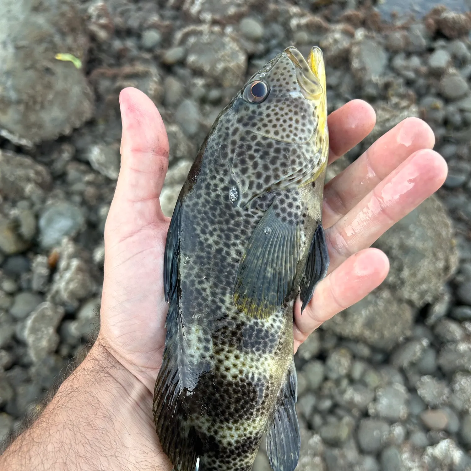 Spotted sand bass caught on Fishbrain