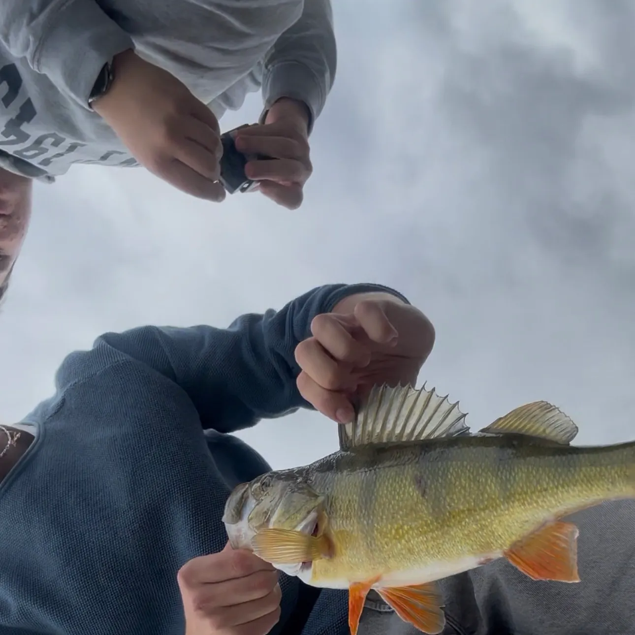 European perch caught on Fishbrain