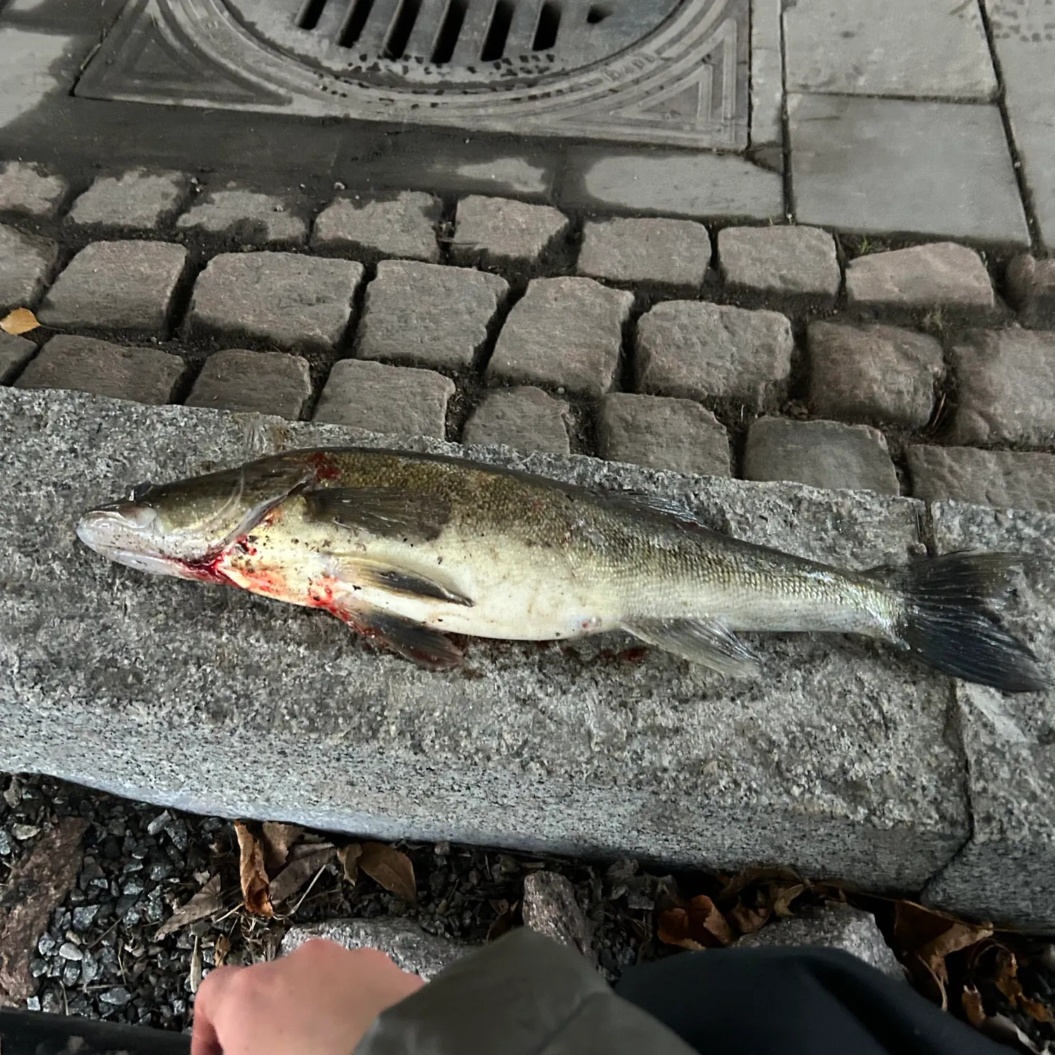 The most recent Zander catches on Fishbrain