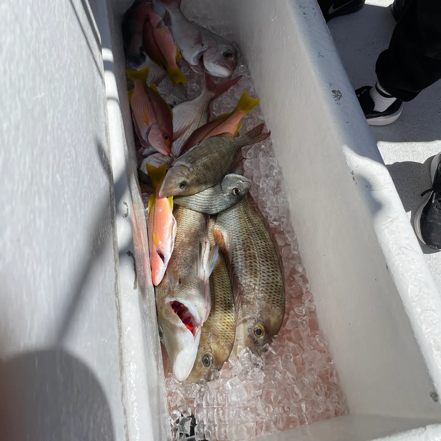 Fish caught on Fishbrain