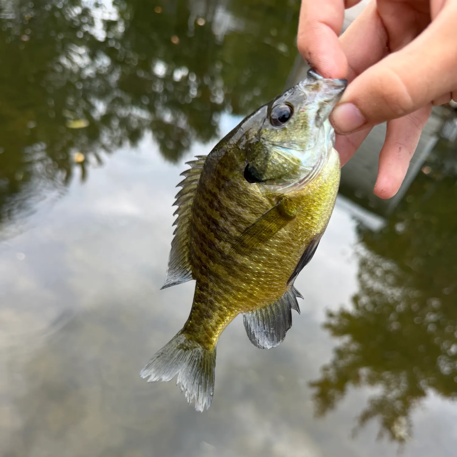Green sunfish caught on Fishbrain