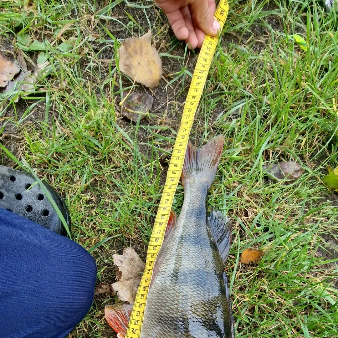 European perch caught on Fishbrain