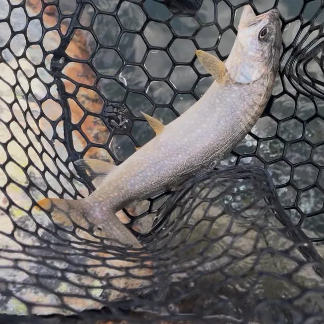 Lake char caught on Fishbrain