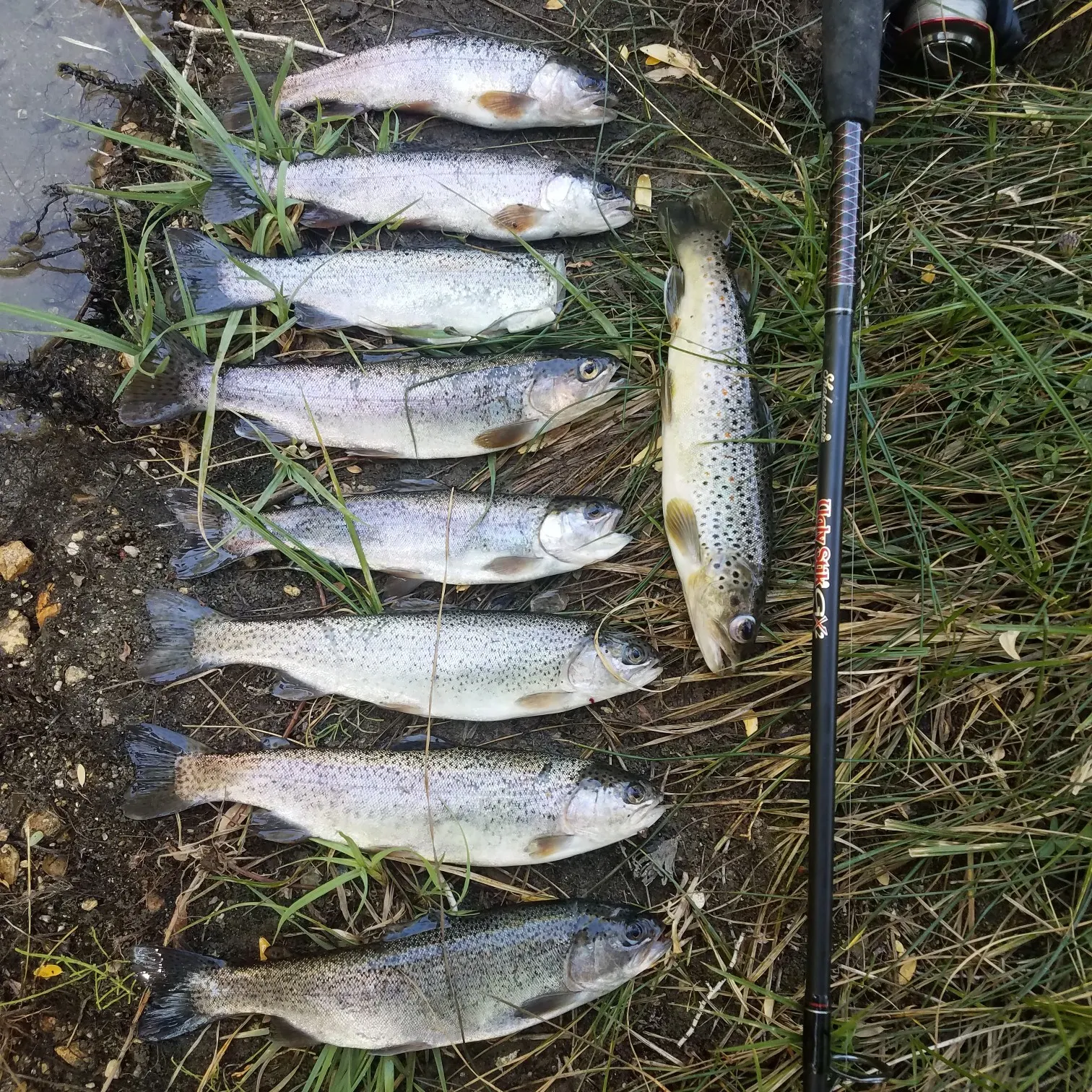 recently logged catches