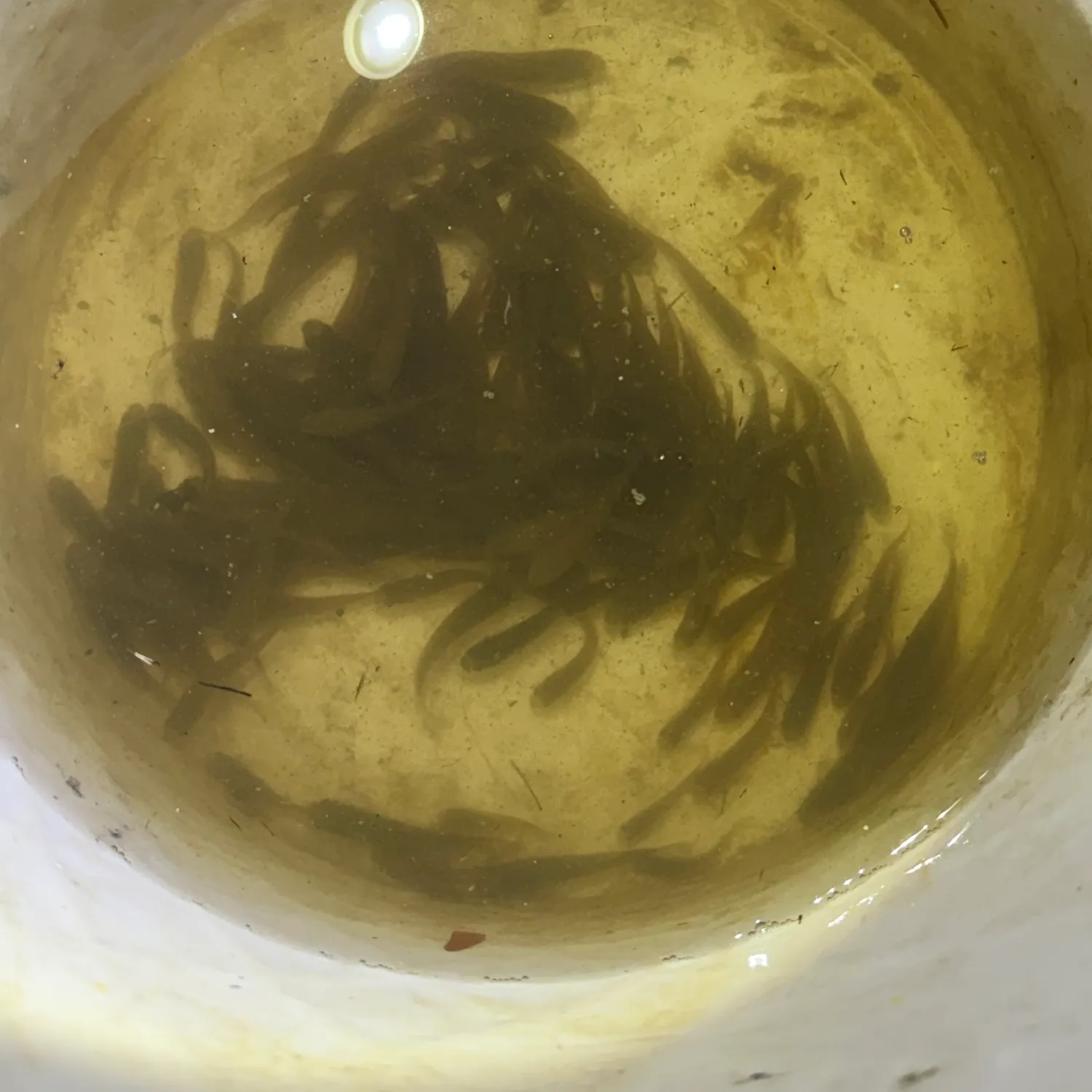 Mummichog caught on Fishbrain