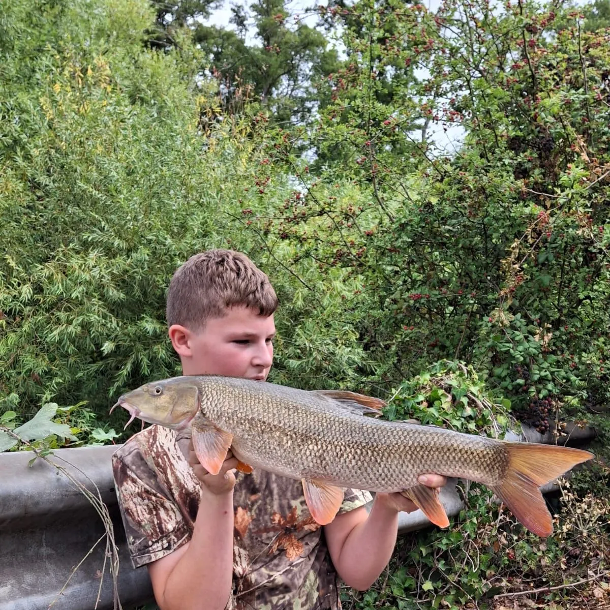 Common barbel caught on Fishbrain