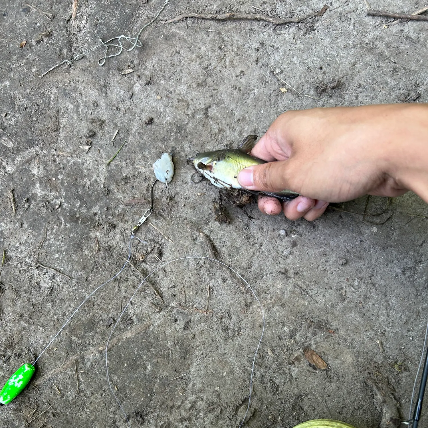 Black bullhead caught on Fishbrain