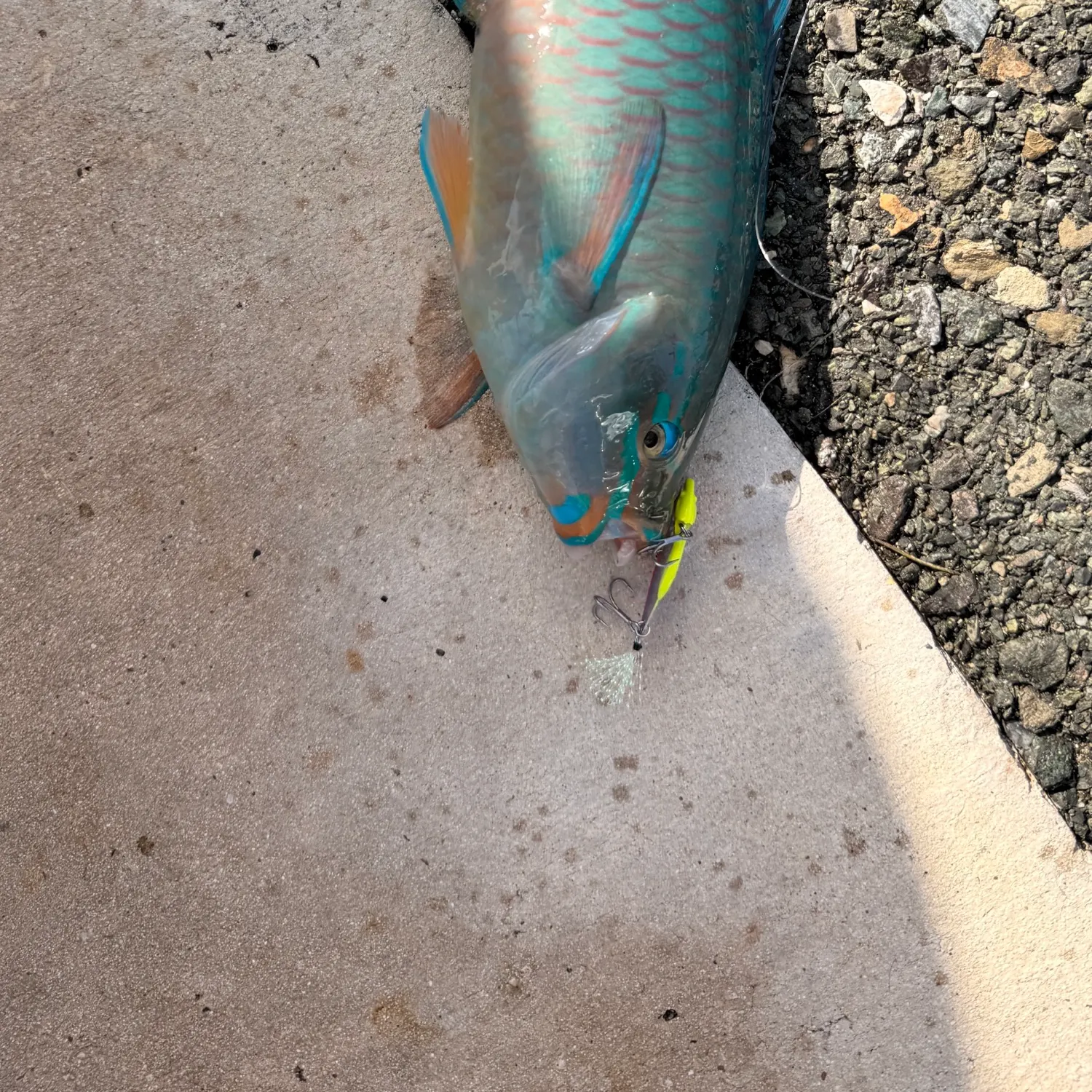 Stoplight parrotfish caught on Fishbrain