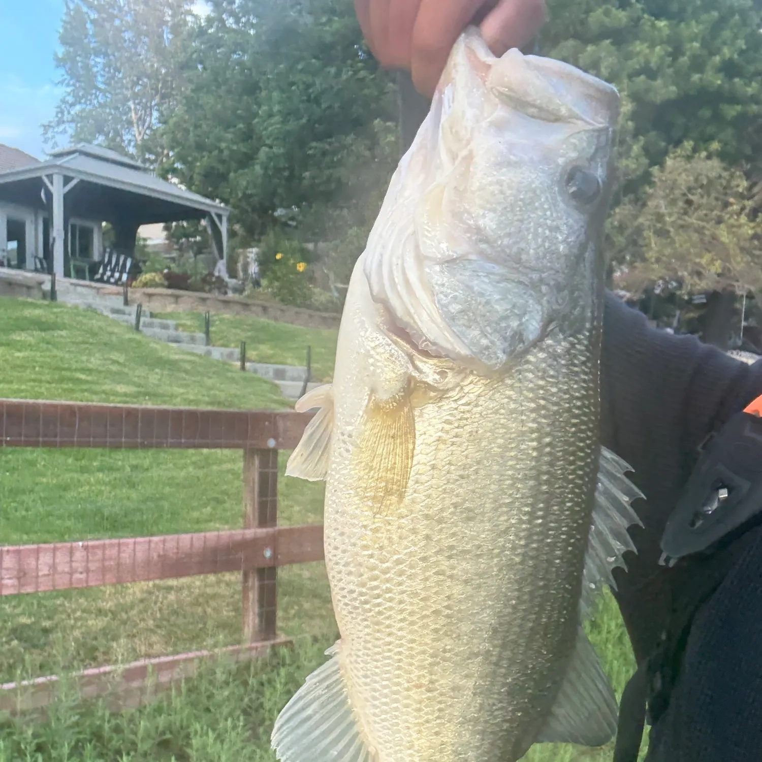 The most recent Largemouth bass catches on Fishbrain