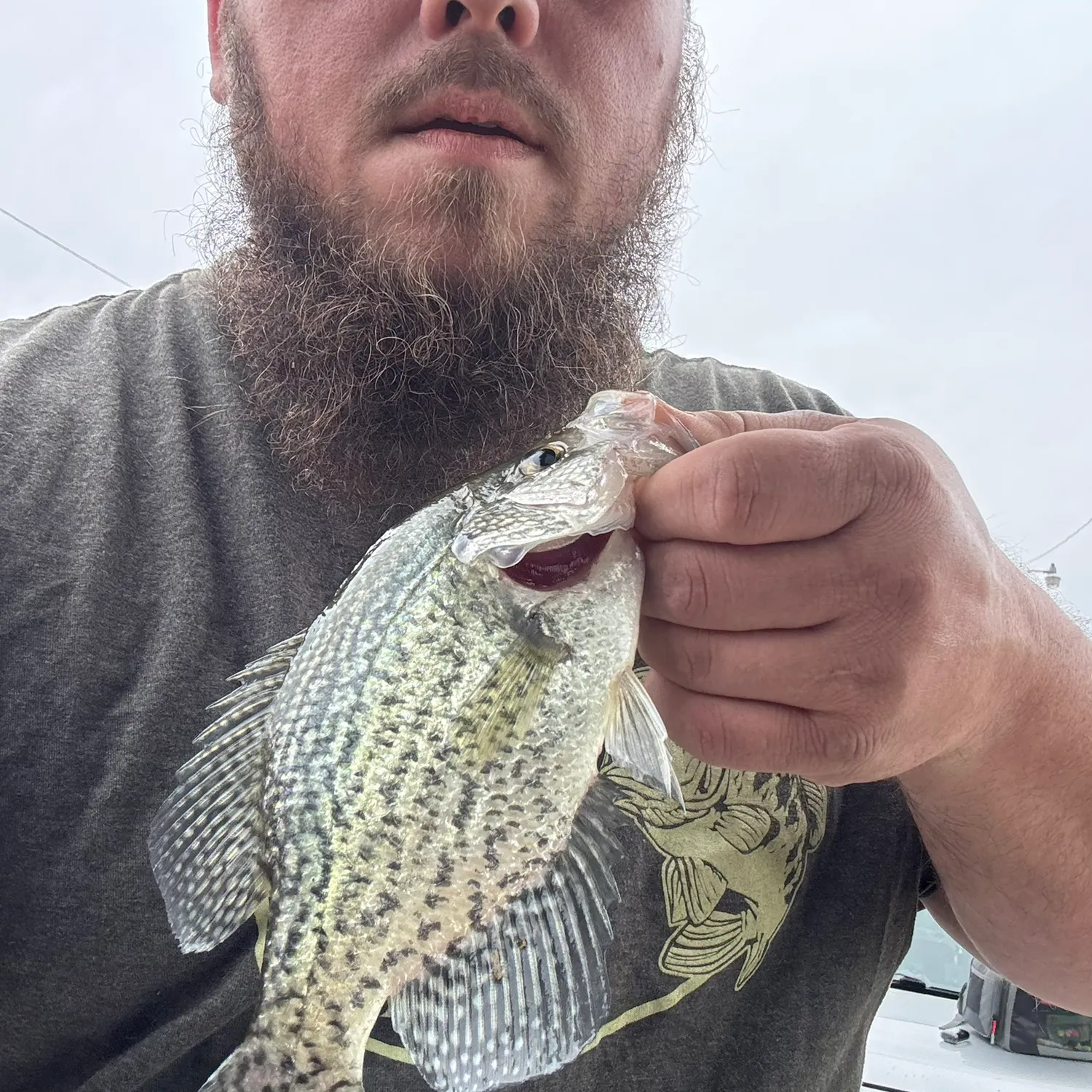 Black crappie caught on Fishbrain