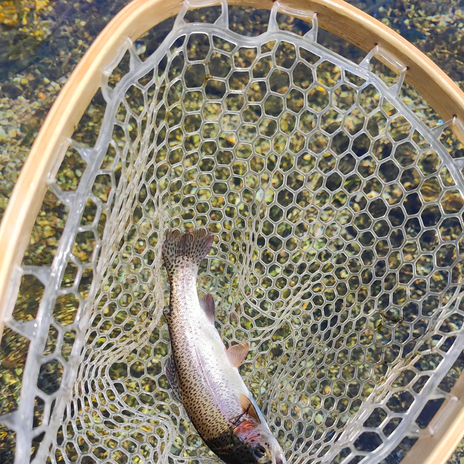 Rainbow trout caught on Fishbrain