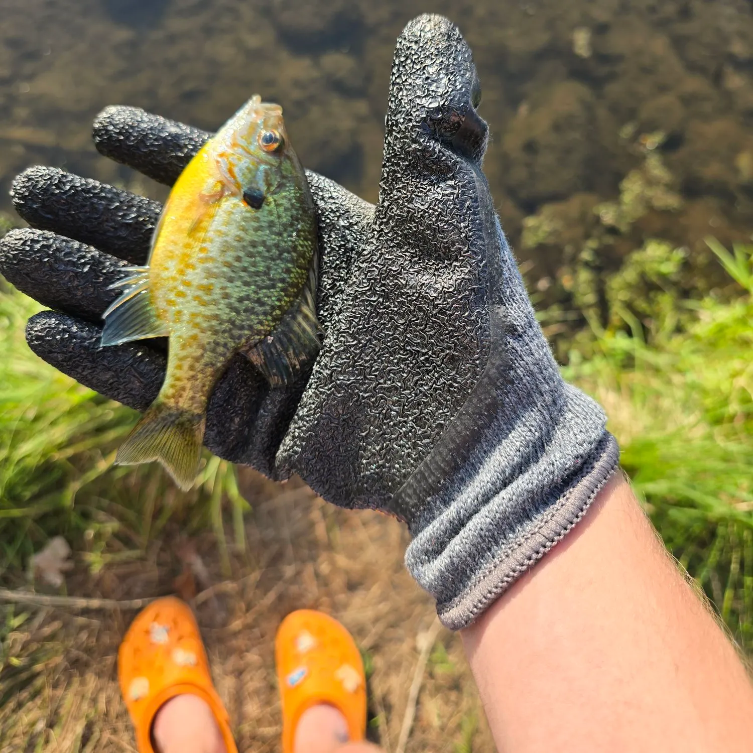 Pumpkinseed caught on Fishbrain