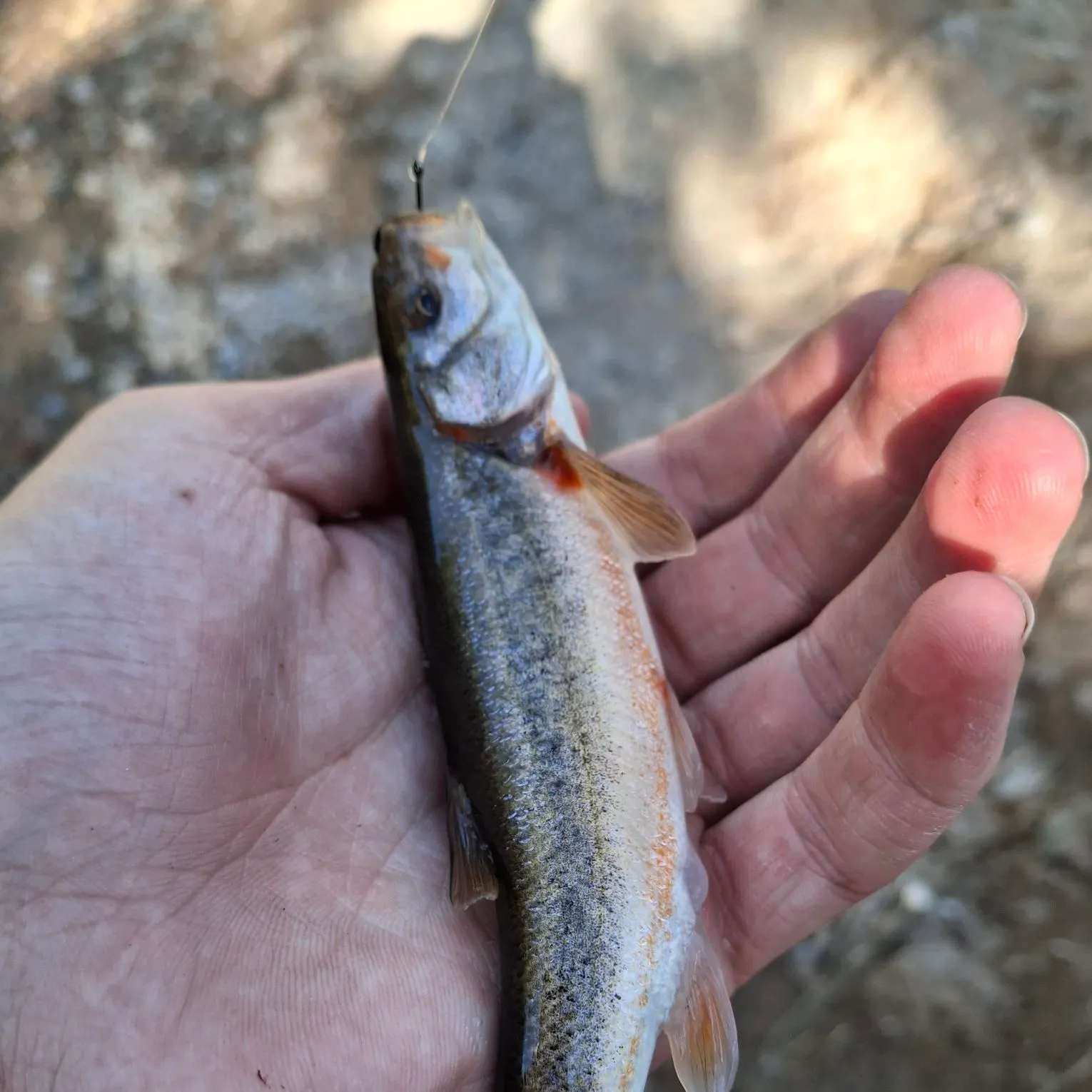 The most recent Northern leatherside chub catches on Fishbrain