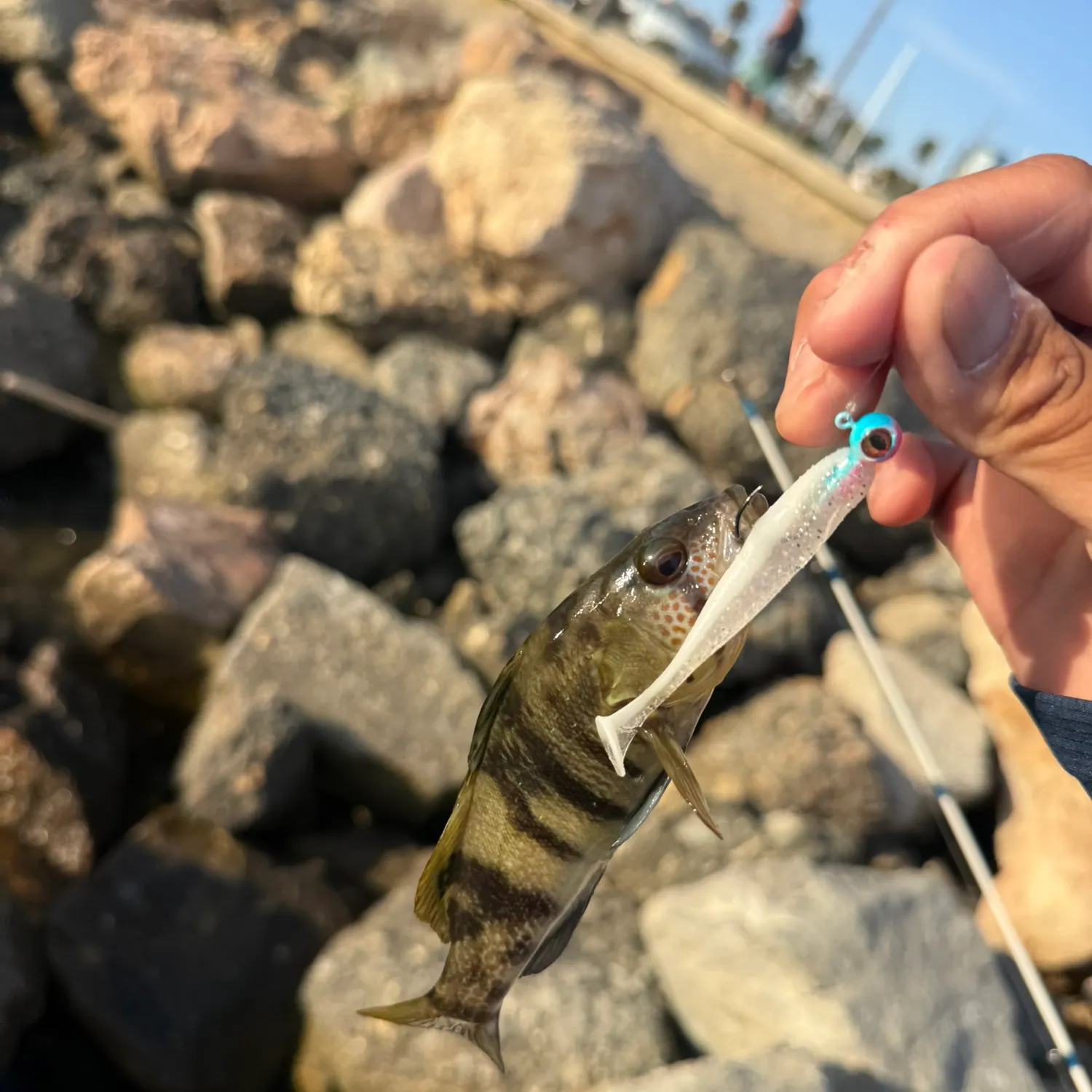 Barred sand bass caught on Fishbrain