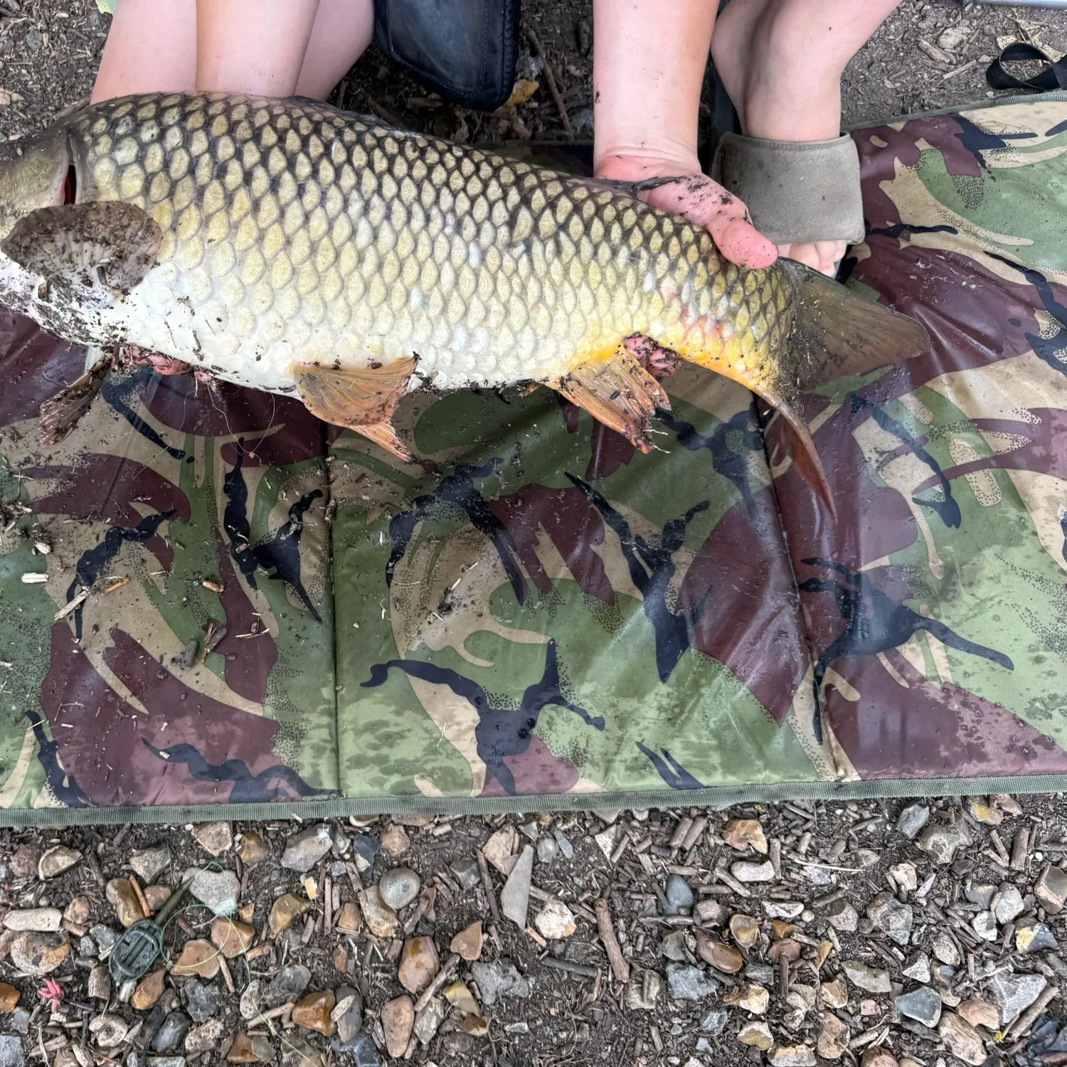Common carp caught on Fishbrain