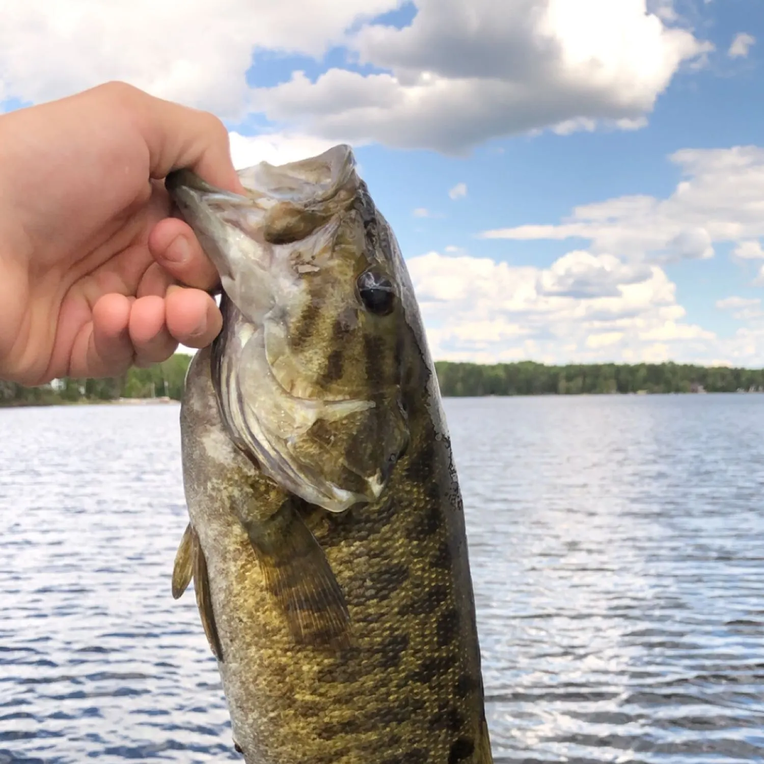 ᐅ Goodfish Lake fishing reports🎣• Ontario, Canada fishing