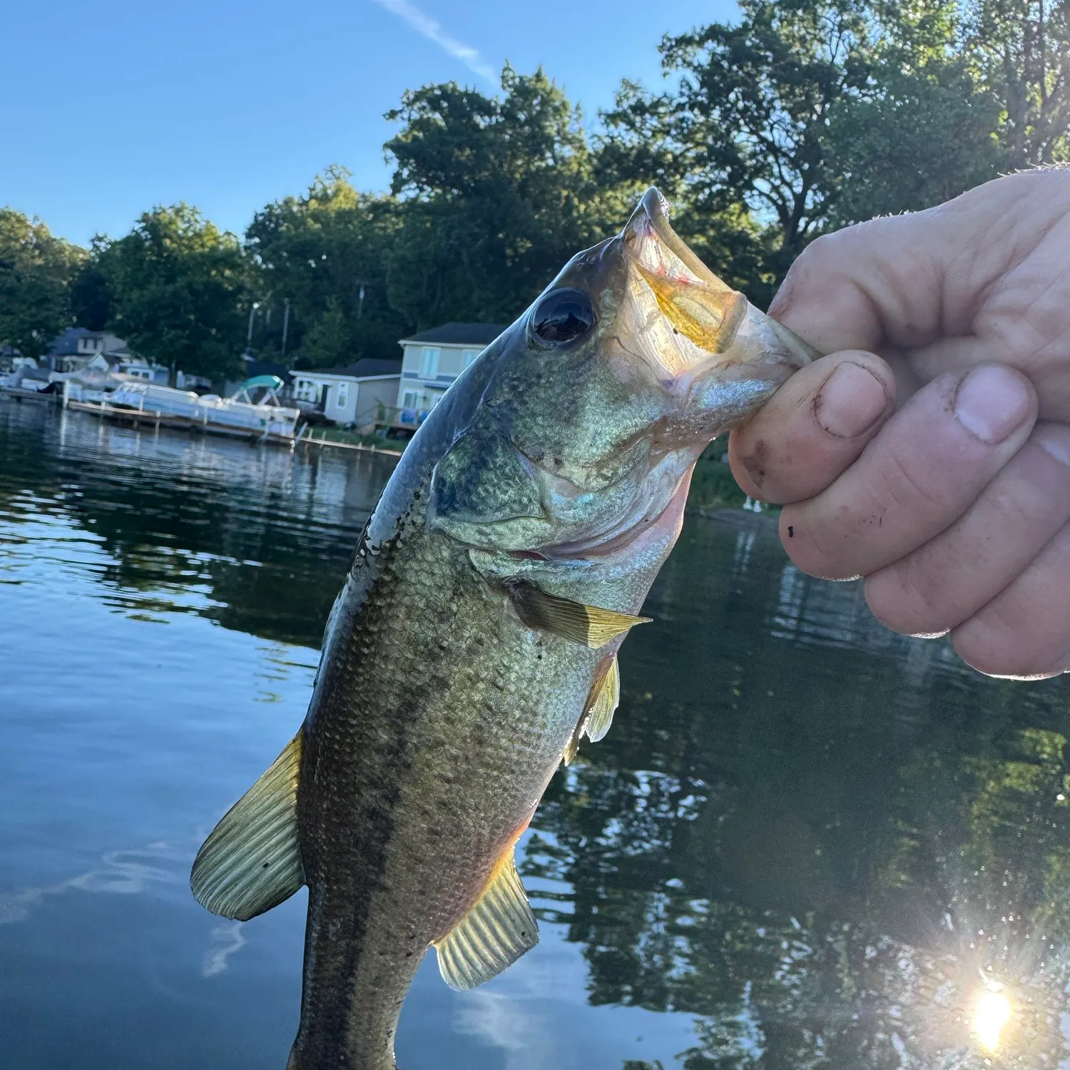 Largemouth bass caught on Fishbrain
